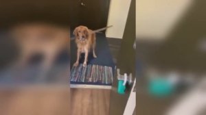 Приколы с животными