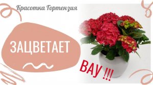 Красотка Гортензия