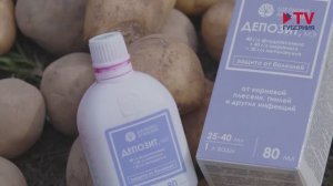 Качественный урожай картофеля без трудностей