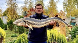 Шашлык из ОСЁТРА КОРОЛЕВСКИЙ маринад
