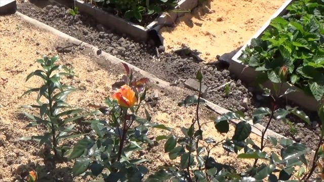 Уход за розами до первого цветения смотреть онлайн