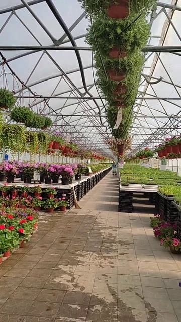 Цветы и рассада. смотреть онлайн