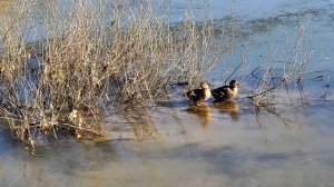 Оренбург Парк- отель "Нежинка"  Видео Виктор Поживин 7. 1