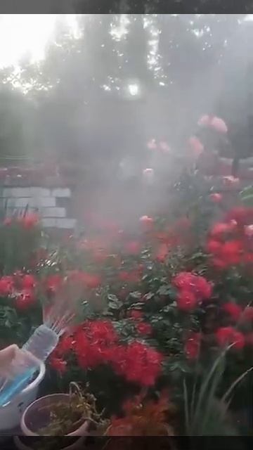 Для любителей растений в летний период смотреть онлайн