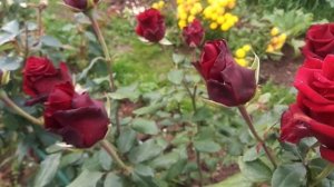 Середина сентября. Средний Урал. Клематис Иоанн Павел