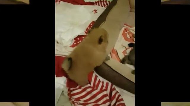 Щенки шпица