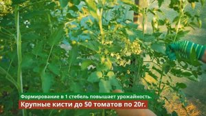 Два топовых томата ЧЕРРИ для жаркого климата для откр?