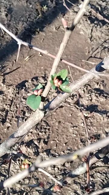 06.01.24г Зацветает японская айва!! смотреть онлайн