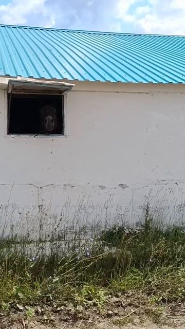 #конь грустит смотреть онлайн