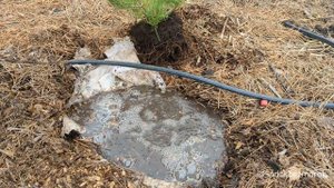 Сосна гірська Пуміліо (Pinus mugo ‘Pumilio’), огляд, посадка п