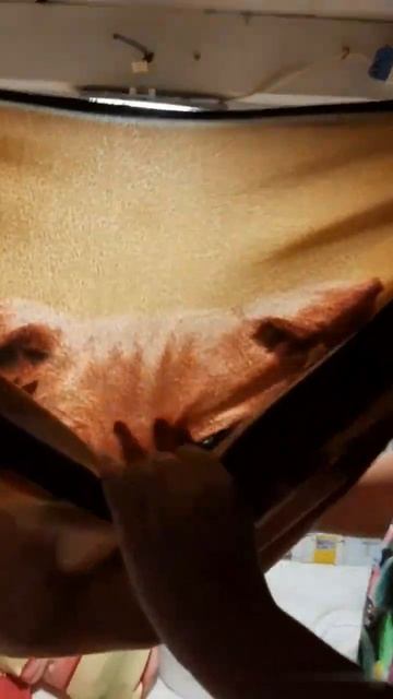 Гамак для кошки🤩🦋 It's a cat hammock 💞🌼