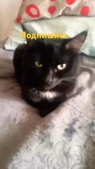 топ кот