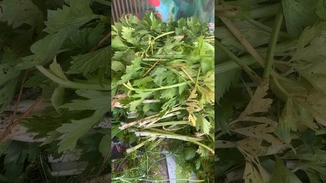 Куда девать сельдерей смотреть онлайн