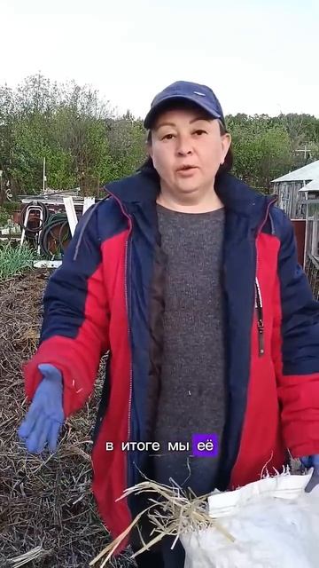 а вы посадили картошку? #рассада #огород #дача #картошк? смотреть онлайн