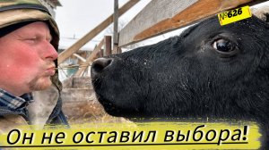 БЫК СОШЁЛ С УМА! Его придётся сдать. Стерилизовали Жульку. Омская Деревня
