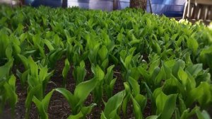 весна в Линёво Волгоградская область