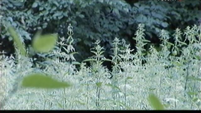 Тихая охота #shorts, #анекдоты, #смех смотреть онлайн