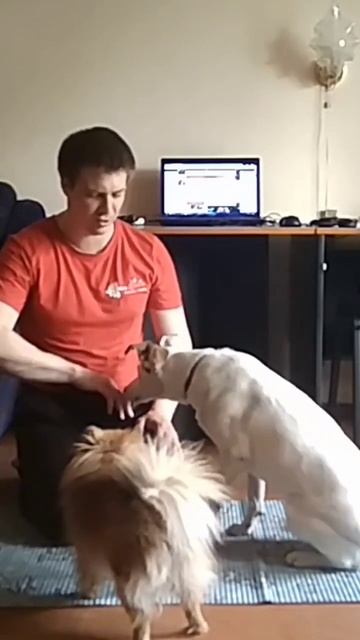 как научить собаку команде голос смотреть онлайн