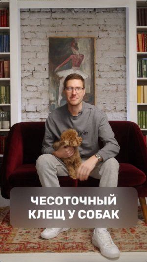 Чесоточный клещ у собак