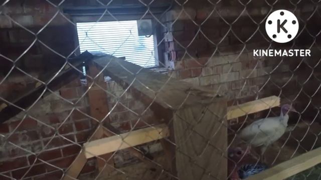 птичник сделан , все довольны))) смотреть онлайн