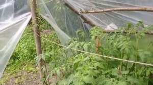 Теплица. из подручного материала.