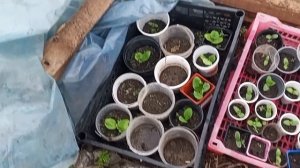 Обо всём по -немногу . Запеканка по-новому. Ивушка. Работы на огороде.