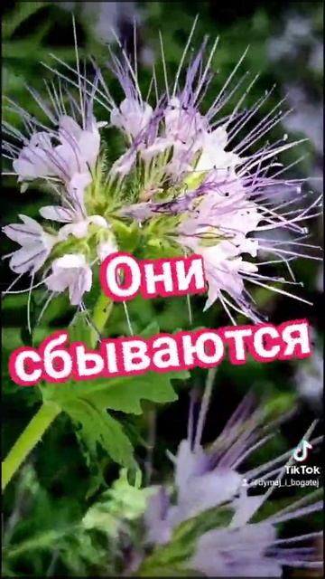 Цитаты со смыслом про жизнь. Цитаты. Видеооткрытка. За? смотреть онлайн