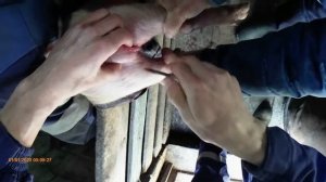 КАСТРАЦИЯ ПОРОСЯТ + ПРИКОЛ В КОНЦЕ)))