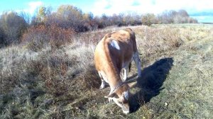Корова порвала сосок..Очередное несчастье с Бертой.