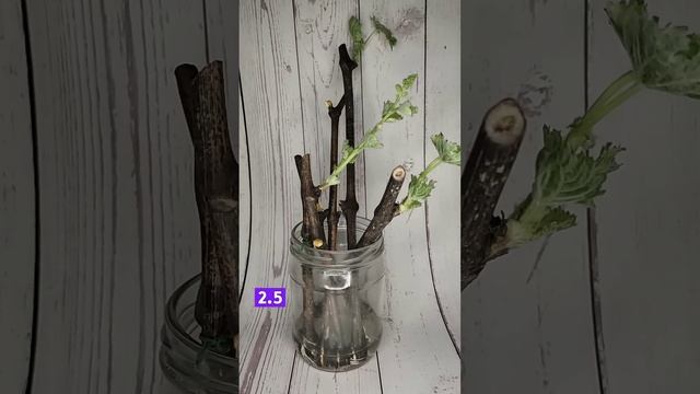 Укоренение черенков винограда, про которые забыл на в?