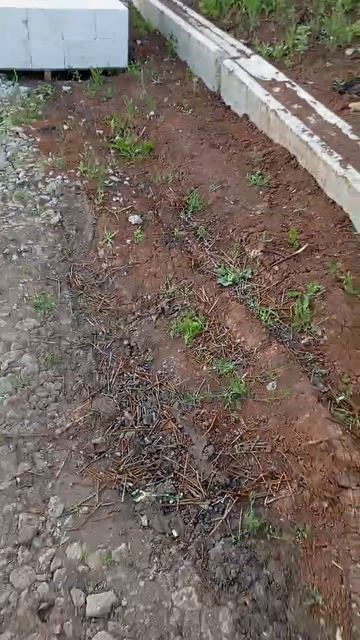 Сосед по даче насыпал гвоздей на парковку🙈 #сосед #да? смотреть онлайн