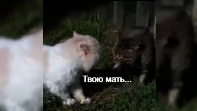 приколы Ржака до слез. смотреть онлайн