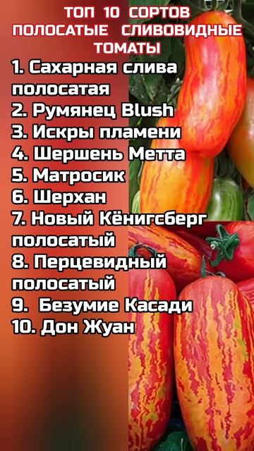 ТОП 10 - Полосатые Сливовидные ТОМАТЫ #томаты #помидоры