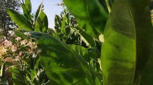 Обзор сорта табака Badischer Geudertheimer