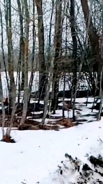 Деревня зимой #дача #деревня #рекомендации #огород #сад смотреть онлайн