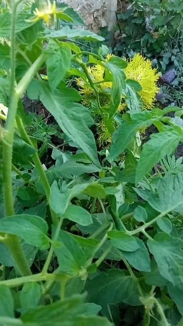 Огород в Цветнике Ч2 Теплые грядки #дача #огород #цветн? смотреть онлайн