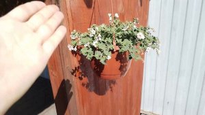 06-05-2025 Работа во дворе продолжается, пересадила петунии.