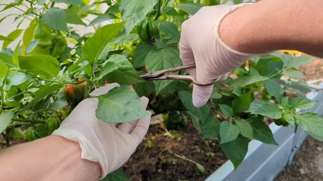 22.09.24.Дача..Убираю томаты и острый перец в теплице. смотреть онлайн