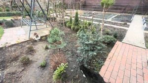 КЕДР И ПИХТЫ НА ШТАМБЕ? ЛЕГКО! ОСОБЕННОСТИ СТРИЖКИ ПО П