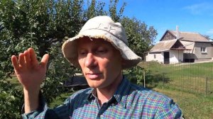 Растения для живой изгороди: что посадить у забора