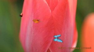 Тюльпан гибридный Леди ван Эйк tulipa 🌿 обзор  как сажат?