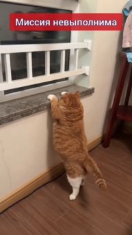 Миссия невыполнима🐈😍😋