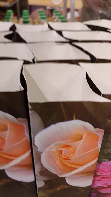 ШИКАРНЫЕ САЖЕНЦЫ РОЗ. ЧАЙНО ГИБРИДНАЯ РОЗА В ПЯТЕРОЧ? смотреть онлайн