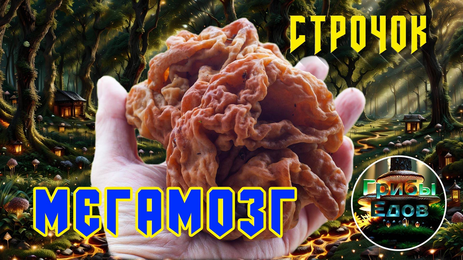 Строчок Мегамозг и. Почему люблю грибы. 7 мая 2025 года смотреть онлайн