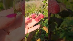 Описание сорта малины Брянское диво