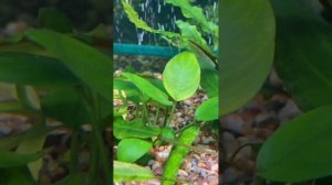 Плохо растут растения в аквариуме. День десятый. Спаса