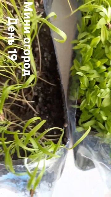 Мини огород День 19 смотреть онлайн