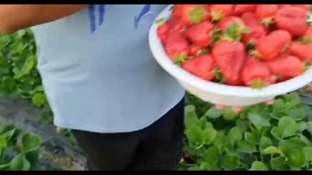 Фермерское хозяйство ПРОДУКЦИЯ и САЖЕНЦЫ ОПТ И РОЗНИЦ смотреть онлайн