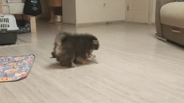 Шпицедетки смотреть онлайн