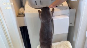 Моя выдра хочет залезть в стиральную машину ?!
